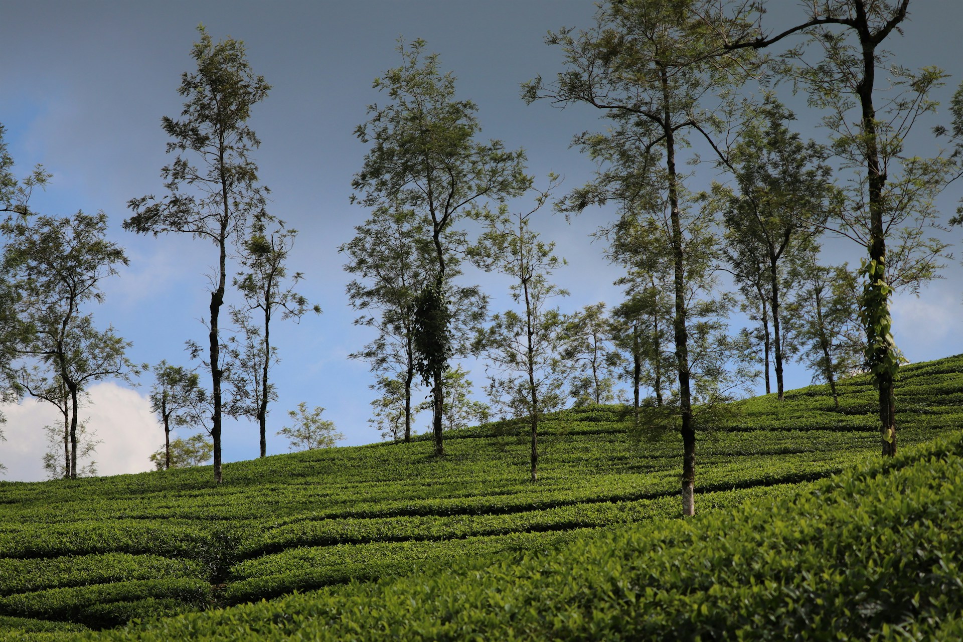 Thekkady